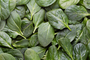 Fototapeta na wymiar Spinach background full image. Top view