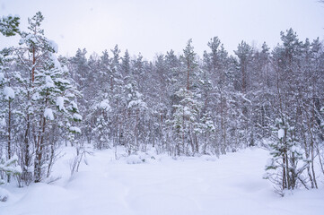 winter forest in the snow