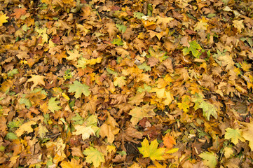 autumn leaves fallen on the ground background texture
