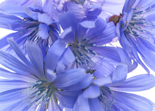 Blue Flowers On White Background