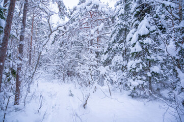 snow covered trees