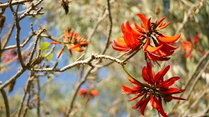 Fototapeta premium Coral tree red flower in garden, California USA. Erythrina flame tree springtime bloom, romantic botanical atmosphere, delicate exotic tropical blossom. Spring flamboyant colors. Soft blur freshness.