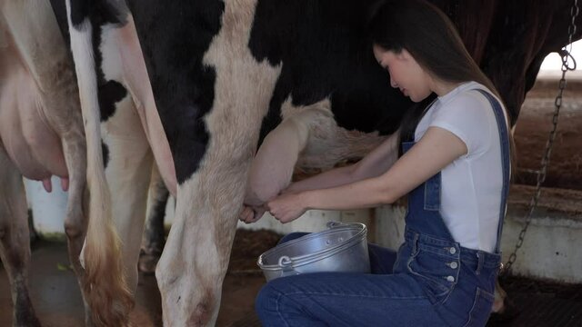 Positive thinking girl Happy to take care of the dairy herd in the ranch