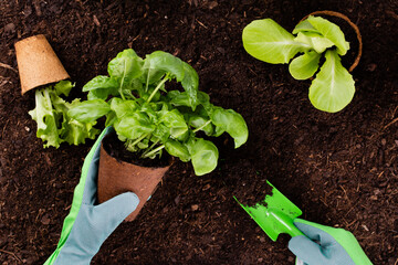 Woman planting young seedlings of lettuce salad in the vegetable garden