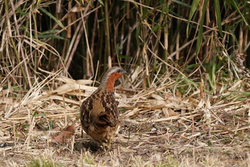 chinese bamboo partridge in the field