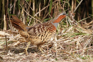 chinese bamboo partridge in the field