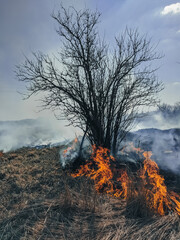 burning yellow grass in the field