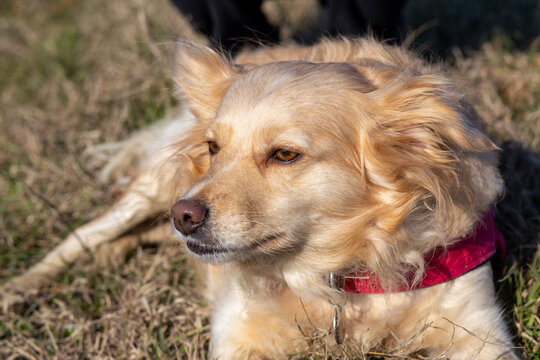 mythical pet dog crosses between various dog breeds