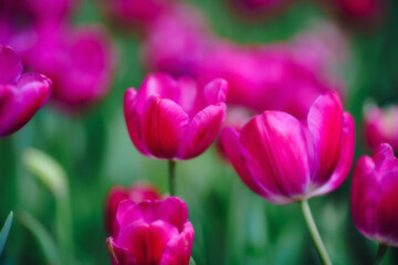 Gorgeous pink blooming French tulips in a flower bed on a blurry background