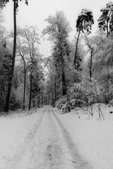 Weg im verschneiten Wald