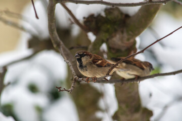 Spatzen sitzen auf Ast