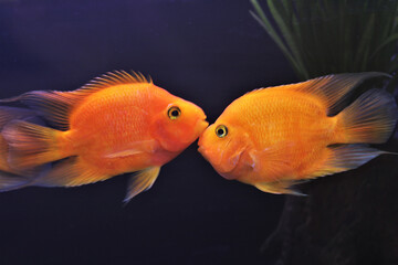 hybrid Orange Parrot Cichlid are swimming in freshwater aquarium. blood parrot cichlid is a hybrid between midas and redhead cichlid.
