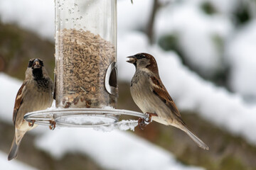 Naklejka premium Vogel am Futter am Baum im Winter