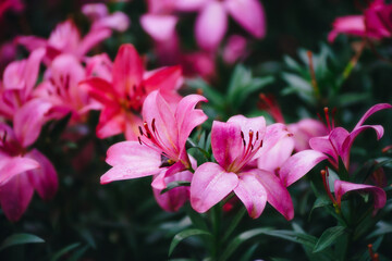 close up blooming lilies flower with green leaves in garden