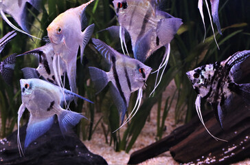 The beautiful freshwater angelfish are swimming in aquatic plants tank. Pterophyllum scalare is one of the most popular aquarium fish in freshwater aquarium.