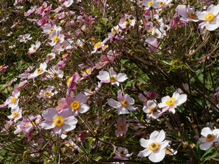 Anemone hupehensis forma alba - Herbst-Anemone bl&uuml;ht wei&szlig; mit einer violettrosa &uuml;berhauchten Knospe und Bl&uuml;tenr&uuml;ckseite
