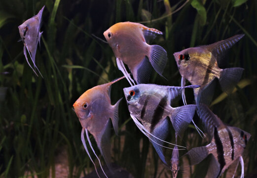 The beautiful freshwater angelfish are swimming in aquatic plants tank. Pterophyllum scalare is one of the most popular aquarium fish in freshwater aquarium.