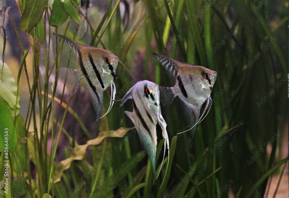 Wall mural The beautiful freshwater angelfish are swimming in aquatic plants tank. Pterophyllum scalare is one of the most popular aquarium fish in freshwater aquarium. - Wall murals