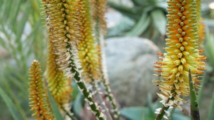 Aloe succulent plant yellow flower, California USA. Desert flora, arid climate natural botanical close up background. Vivid orange bloom of Aloe Vera. Gardening in America, grows with cactus and agave