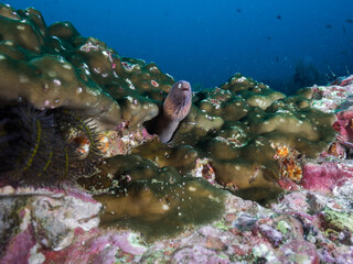 Naklejka na ściany i meble White-eyed moray lurking in Hump coral (Mergui archipelago, Myanmar)