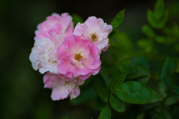 Obraz premium Closeup beautiful pink rose on blurred background