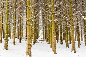 Alignement de troncs d'arbres enneigés