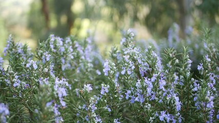 Rosemary salvia herb in garden, California USA. Springtime meadow romantic atmosphere, morning...