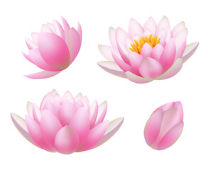 Lotus flowers. Realistic beautiful plants flowers buds and leaves buddhism symbols decent vector nature pictures. Waterlily and lotus, floral blossom spring illustration
