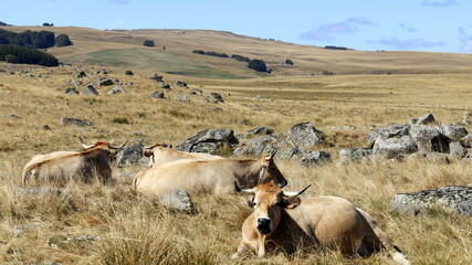 pont sur le plateau de l'Aubrac