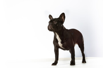 Black english bulldog standing in a white background looking up