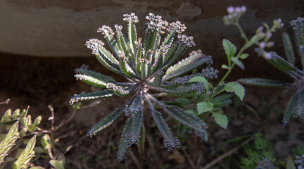 Fototapeta premium Small buds of Kalanchoe Delagoensis. The plant is also know as Mother of Millions, Devil's Backbone and Chandlier Plant.Selective focus.