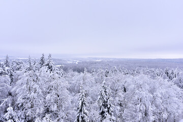 Spruce and pine trees in the snow. View from high mountains to the forest in snow-covered trees in winter.