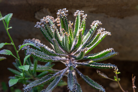 Mother Of Millions" Images  Browse 176 Stock Photos, Vectors, and Video |  Adobe Stock