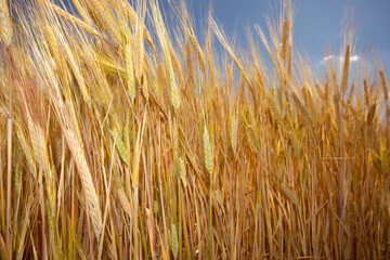 Farming. Wheat field in summer.