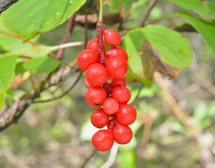 Far-eastern berries (Schisandra chinensis)