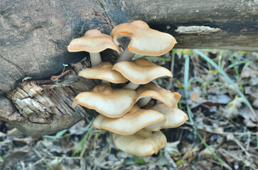 Edible mushrooms (Hypsizygus ulmarius)