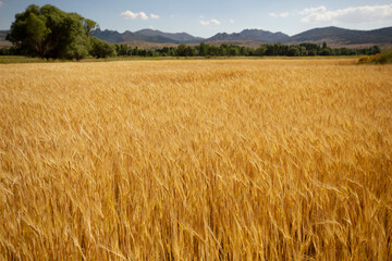 Farming. Wheat field in summer.