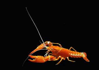 A colorful crayfish shrimp (crawfish, crawdads, freshwater lobsters, mudbugs or yabbies) on isolated  black background. Procambalus clarkii is freshwater crustaceans.