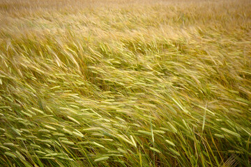 Farming. Wheat field in summer.