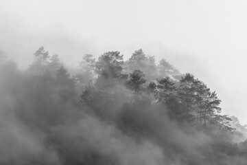 misty morning mist in black white