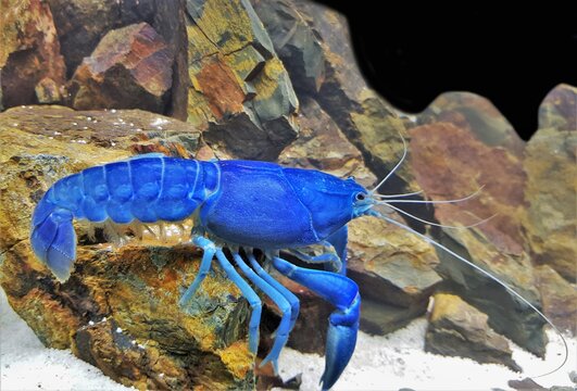 Blue Australian Crayfish (Crawfish, Freshwater lobster) in freshwater aquarium. Cherax destructor  is an Australian freshwater crustacean in the Parastacidae family.