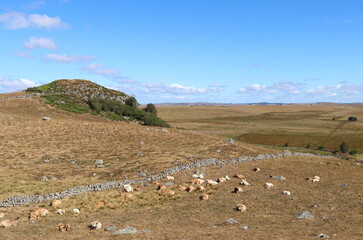 plateau de l'Aubrac en été