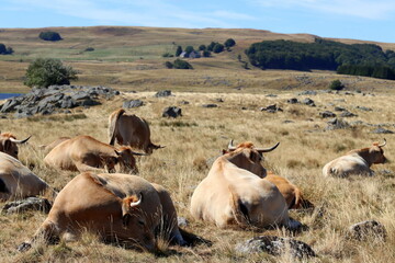 plateau de l'Aubrac en été