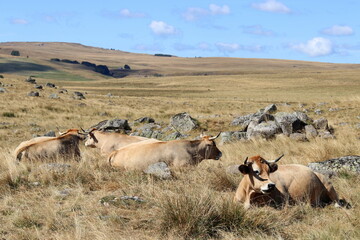 Obraz premium plateau de l'Aubrac en été