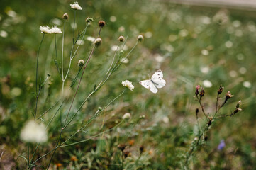 Butterfly is flying in to the flower. Flight butterfly approaching a flower. Botanical Garden. Field. Summer..