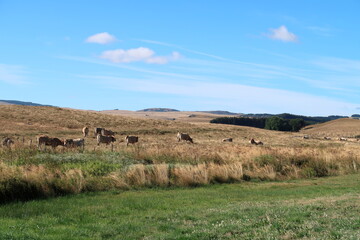 plateau de l'Aubrac en &eacute;t&eacute;