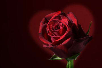 Deep red rose flower head against a dark red background with copy space, love symbol for valentines or mothers day