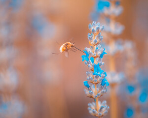 Bombylius, bombilio in volo tra fiori di lavanda