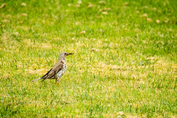 Kestrel catching worms on a lawn in County Donegal - Ireland.