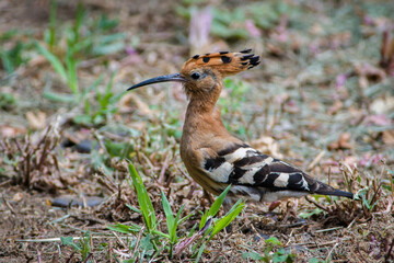 Eurasian hoopoe